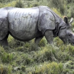 Реалистичный анализ механики слота Great Rhino Deluxe