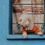 Анализ игрового автомата The Dog House Megaways с техническими данными