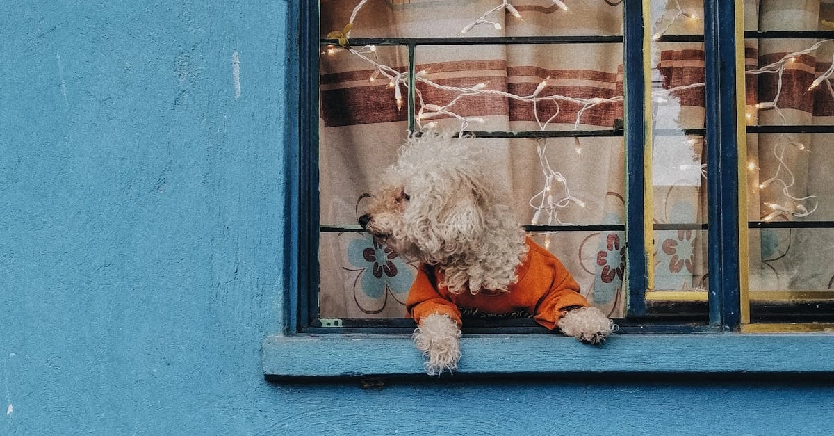 Анализ игрового автомата The Dog House Megaways с техническими данными